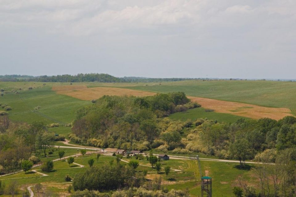 Preparing ground for prairie planting in the Wilds pastures- die off of invasive grasses after herbicide application. Photo by Bonnie Miller.