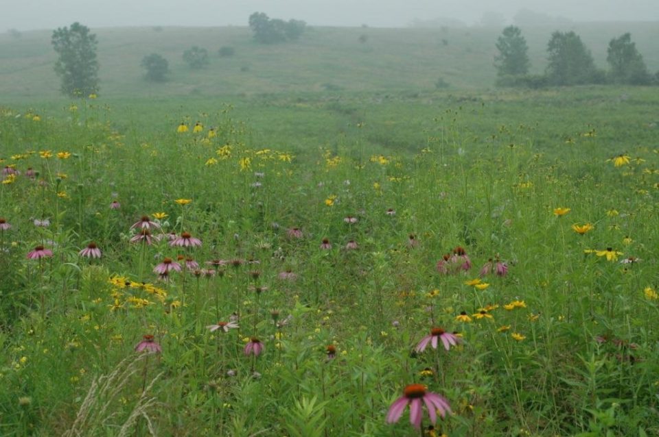 Butterfly habitat in bloom at the Wilds. 