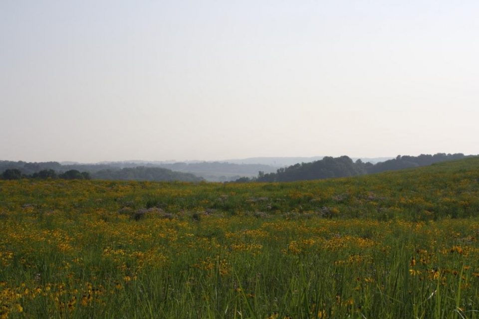 Prairie in bloom at the Wilds. Photo by Corine Peugh.